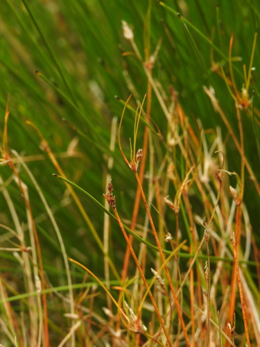 Eleocharis multicaulis, photograph 6
