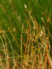 Eleocharis multicaulis, photograph (c) Duarte Frade, some rights reserved (CC BY)