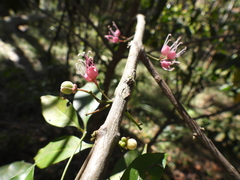 Melicope rubra, photograph (c) Mark Clarke, some rights reserved (CC BY)