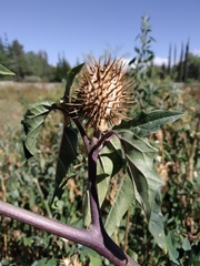 Datura stramonium