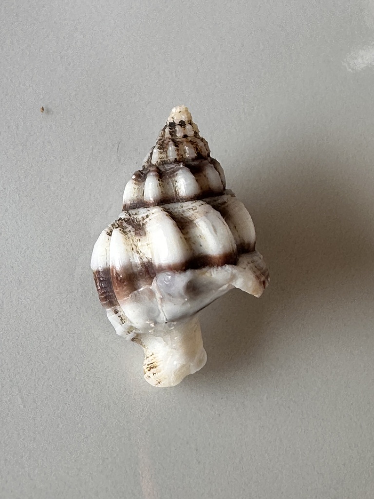 Oppomorus purpureocinctus