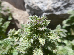 Urtica echinata