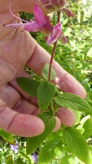 Syncolostemon obermeyerae