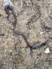 Endeavouria septemlineata