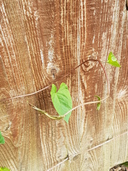 Calystegia sepium sepium