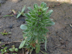 Pogogyne zizyphoroides