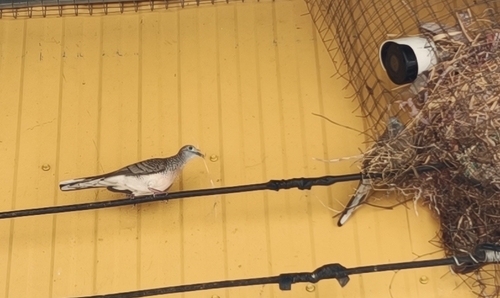 Zebra Dove