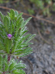 Pogogyne zizyphoroides