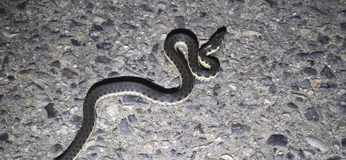 iNaturalist observation photo of Sierra Garter Snake