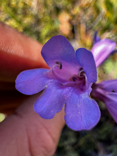 Penstemon azureus, photograph 2
