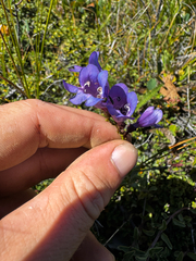Penstemon azureus, photograph (c) Parker James Lloyd, some rights reserved (CC BY)