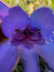 Penstemon azureus, photograph (c) Parker James Lloyd, some rights reserved (CC BY)