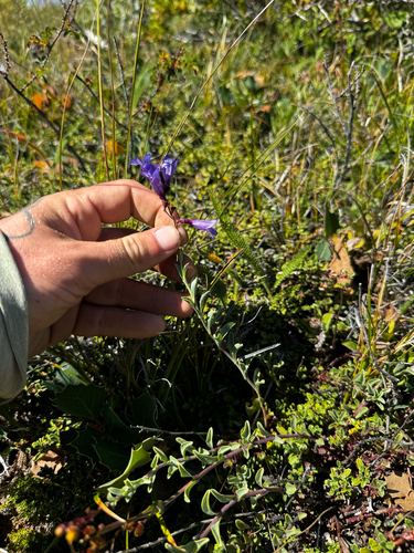 Penstemon azureus, photograph 5