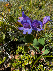 Penstemon azureus