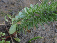 Pogogyne zizyphoroides