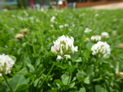 Trifolium repens
