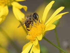 Phytomia