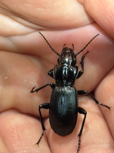 iNaturalist observation photo of Pterostichus lama