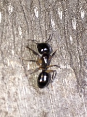 Camponotus werthi