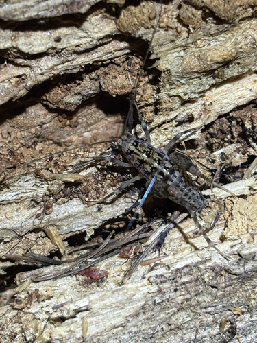 iNaturalist observation photo of Camel Crickets, Cave Crickets, and Cave Wēta
