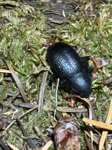 iNaturalist observation photo of Cibdelis