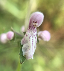 Stachys rigida