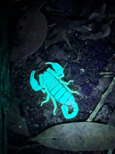 iNaturalist observation photo of Western Forest Scorpion