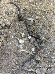 Endeavouria septemlineata