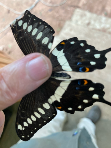 Citrus Swallowtail