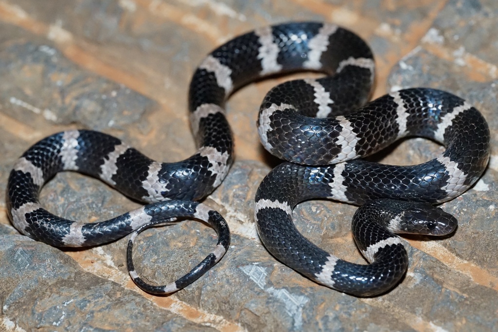 Yunnan Wolf Snake