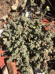 Delosperma echinatum