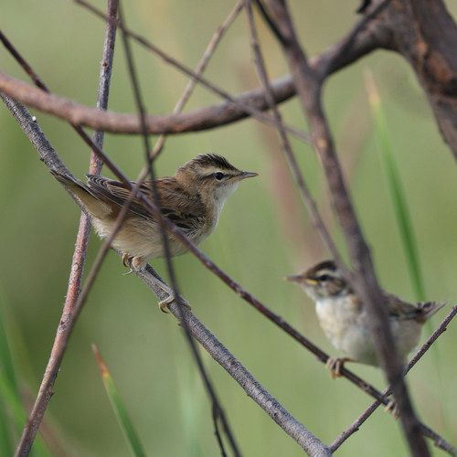 Sedge Warbler