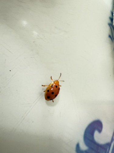 Oides decempunctata