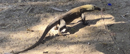 Varanus komodoensis