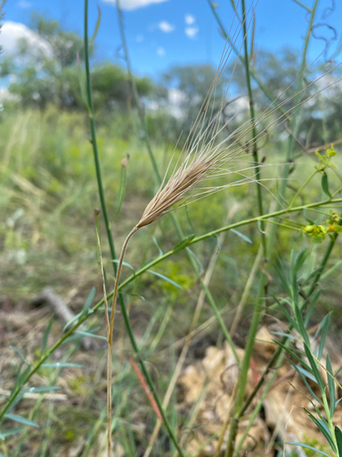 Secale sylvestre, 2026-07-12