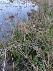 Juncus acutiflorus