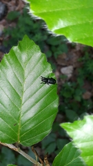 Platycerus