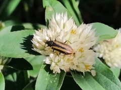 Astylus vittaticollis