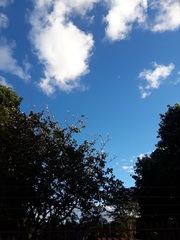 Bauhinia variegata candida