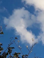 Bauhinia variegata candida