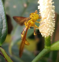 Hybobathus phaeopterus