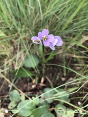 Cardamine nuttallii