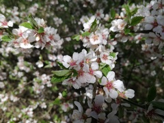 Prunus tomentosa