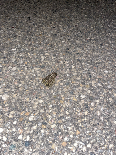 Canadian Toad