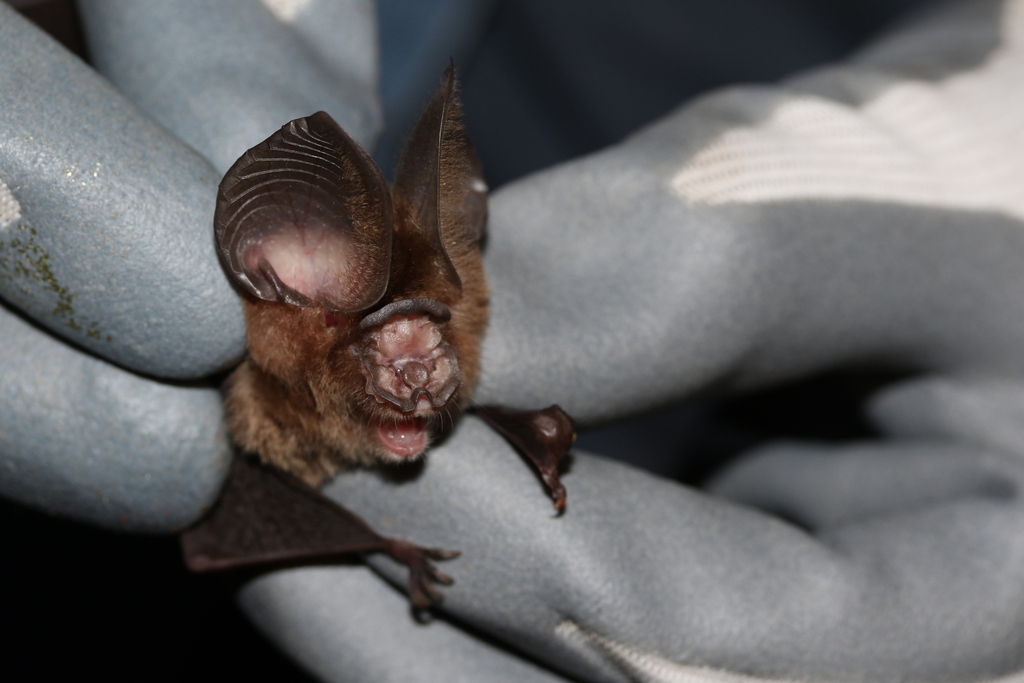 Laotian Roundleaf Bat