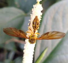 Hybobathus phaeopterus