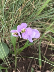 Cardamine nuttallii