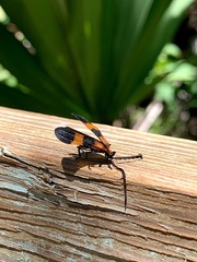 Calopteron discrepans