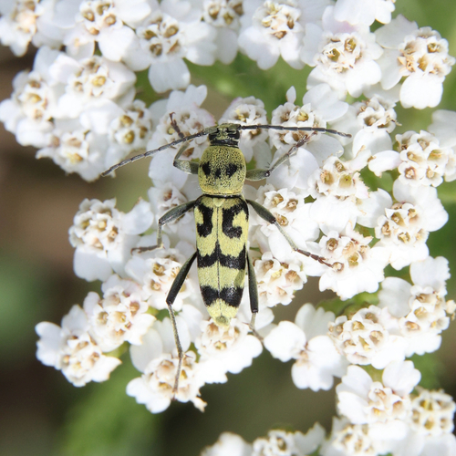 Grape Wood Borer
