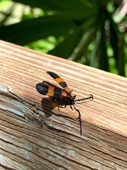 Calopteron discrepans